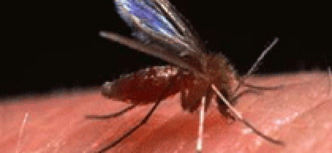 mosquito