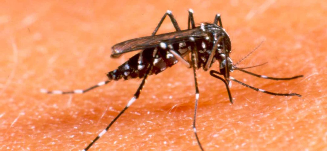 mosquito_dengue10