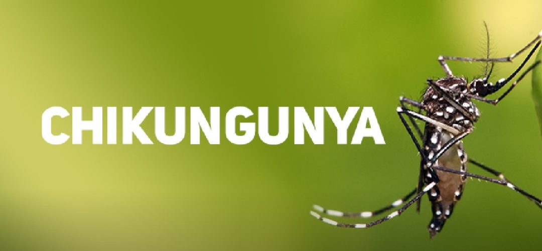 Nas Américas, os casos de chikungunya quase triplicaram, passando de 50 mil em 2022 para 135 mil nos primeiros meses de 2023