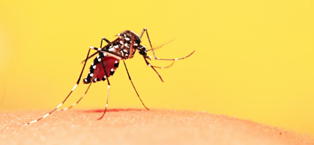 Mosquito sucking blood from people.