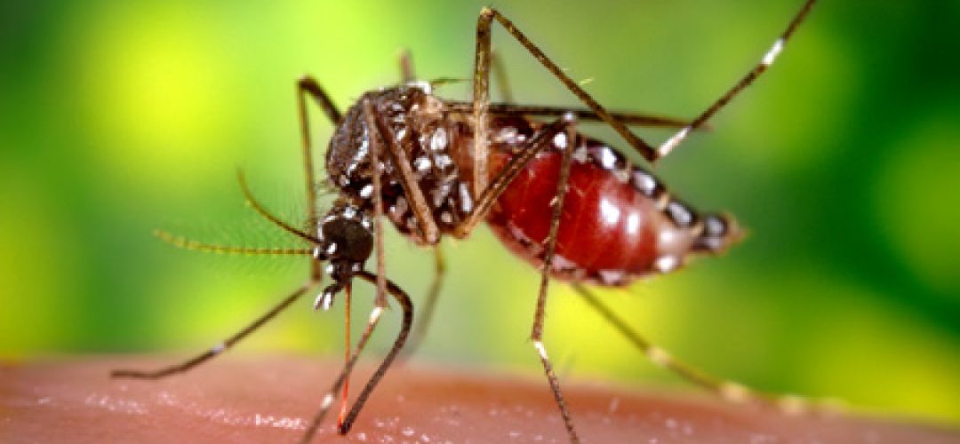 yellow-fever-mosquito