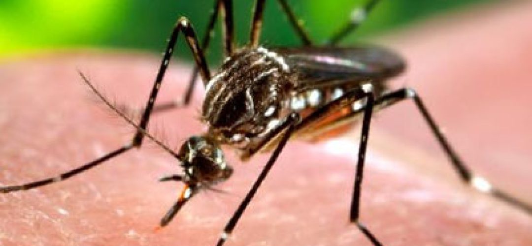 Muito pouco ou nada poderá ser feito para mudar o curso de fetos afetados pelo vírus Zika